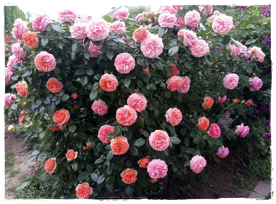 Chippendale róża wielkokwiatowa